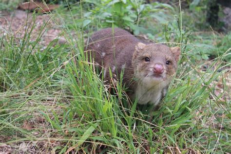 Potoroo Palace Animal Sanctuary Admission Ticket Klook