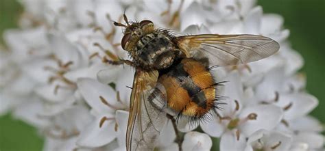 Tachinid fly Guide