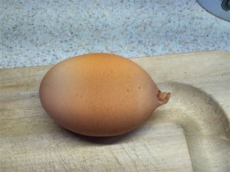 Deformed Egg Shell At Tip Backyard Chickens