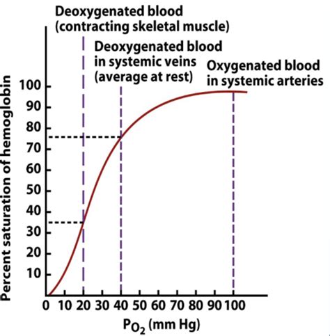 Oxygen Transport Flashcards Quizlet