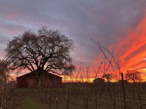 Pinot Noir 2021 Crossbarn Sonoma Coast Ca Gayot
