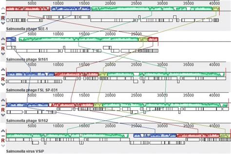 Progressive MAUVE Alignment Of VB SenS SE1 And Homologous Phages