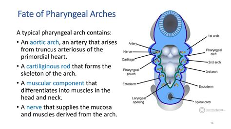 Development Of Pharyngeal Arches Clefts And Pouchespptx