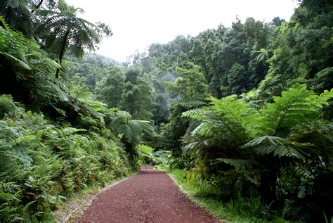 File:Monumento Natural e Regional da Caldeira Velha, fetos arbóreos ...