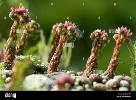 Cobweb House Leek Cobweb Houseleek Sempervivum Arachnoideum Sedum