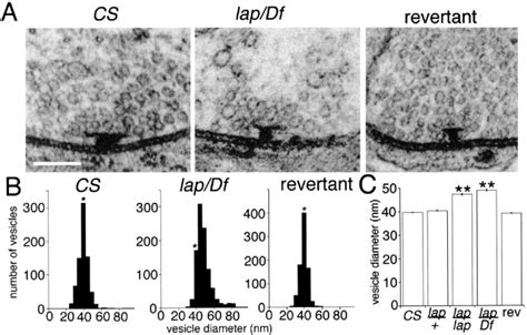 Synaptic Vesicle Size And Number Are Regulated By A Clathrin Adaptor