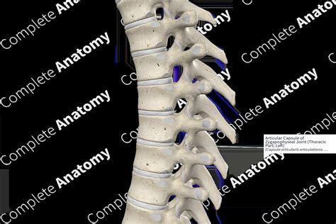 Articular Capsule of Zygapophyseal Joint (Thoracic Part; Right ...