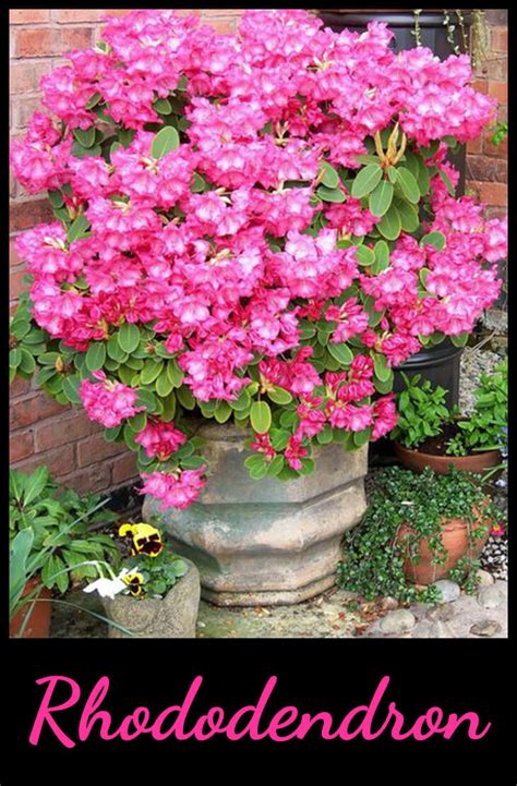 Best Evergreen Shrubs For Pots At Home Home Gardeners