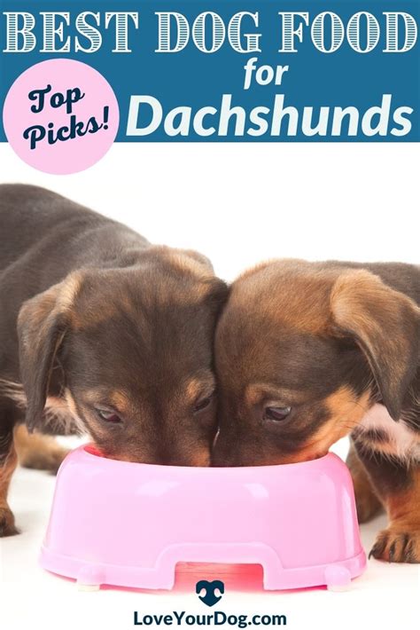 Best Dog Foods For Dachshunds Puppies Adults Seniors Artofit