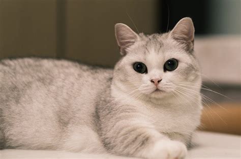 Smallest Cat Breed In The World