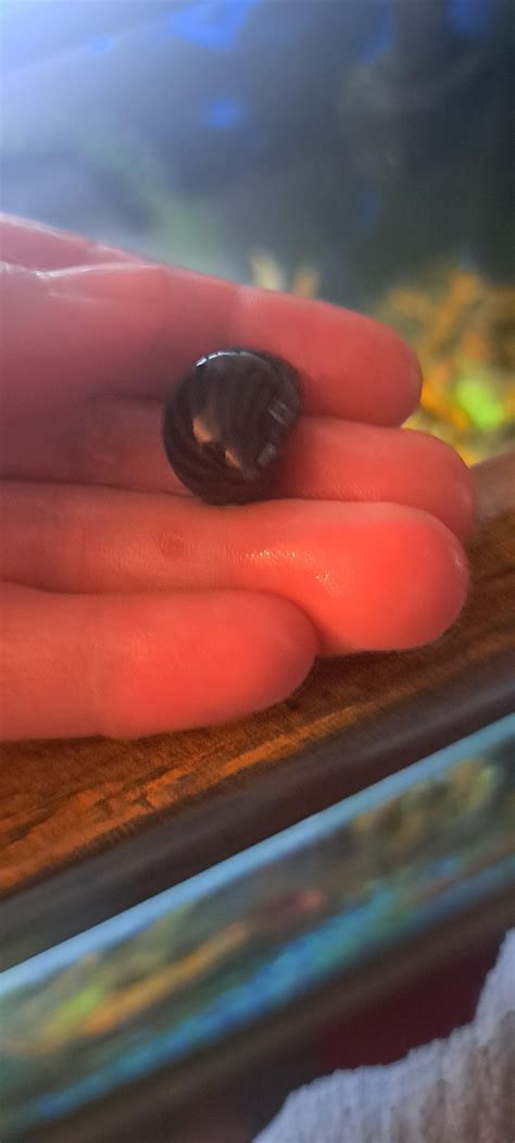 Nerite snails reproduced in freshwater part 2 : r/AquaticSnails