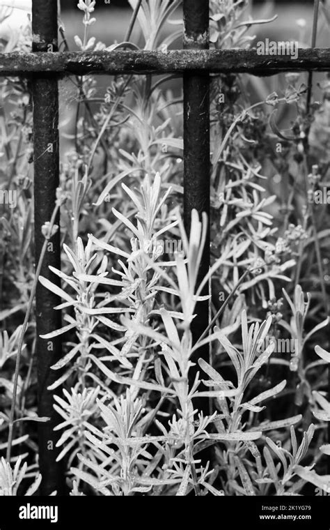 A Common Rosemary Herb Plant Growing Thru The Iron Metal Fence Stock