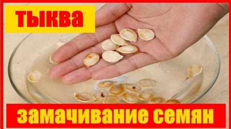 замачивание семян тыквы перед посадкой рост рассада Бизнес идеи # ...