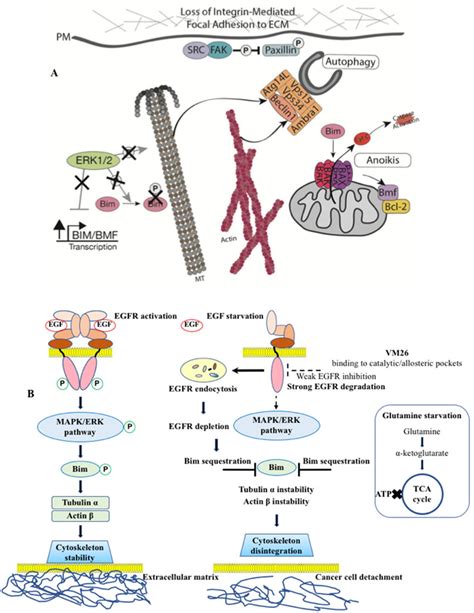 Mechanism Of Action Of Egfr Specific Allosteric Degraders On Cancer