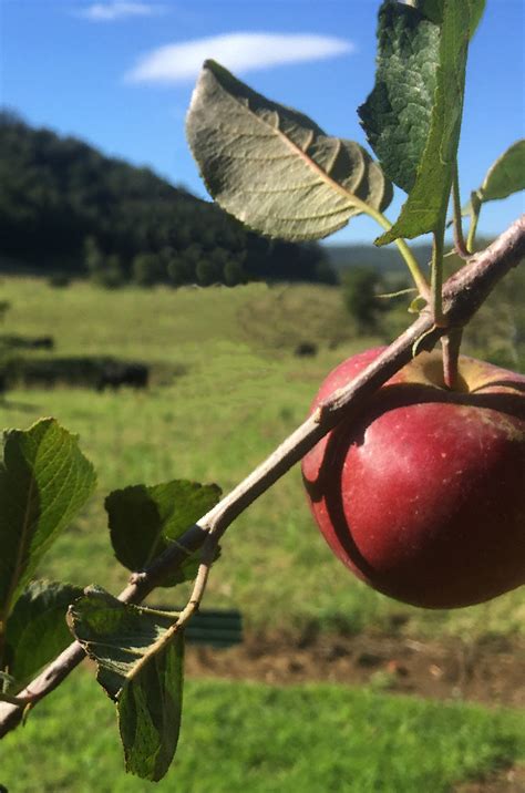 Cold Climate Apple Variety Information - Fruit Salad Trees