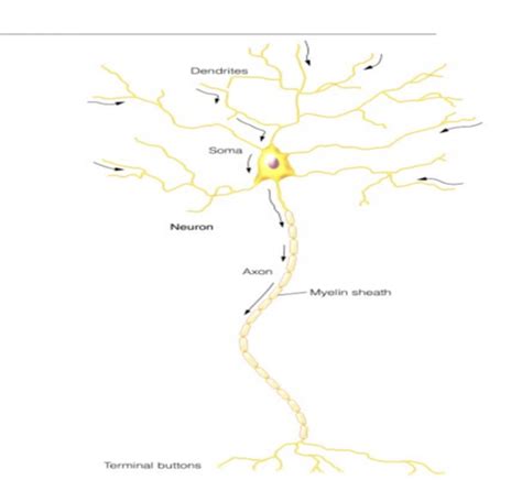 Biological Processes Flashcards Quizlet