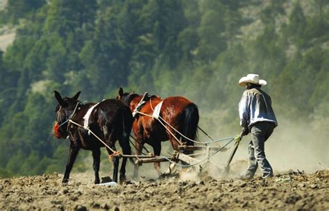 Se Multiplican Carencias En México El 55 De La PoblaciÓn Rural Vive