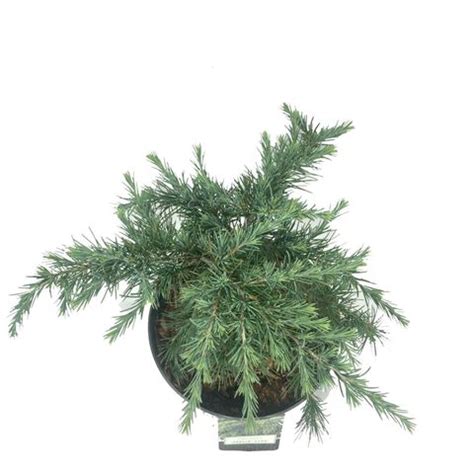 Cedrus Deodara Feelin Blue Plant Wholesale FlorAccess