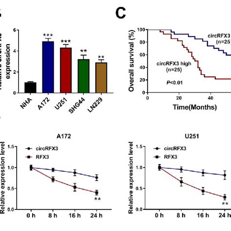 Circrfx3 Was Upregulated In Glioma Tissues And Cells A And B The