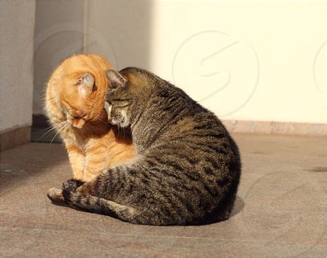 Cats Cuddling