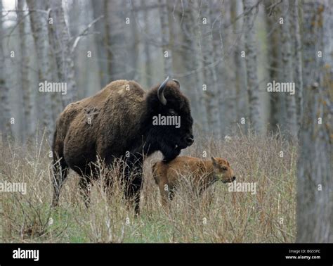 american bison, cow & calf, plains buffalo, bison bison bison Stock ...