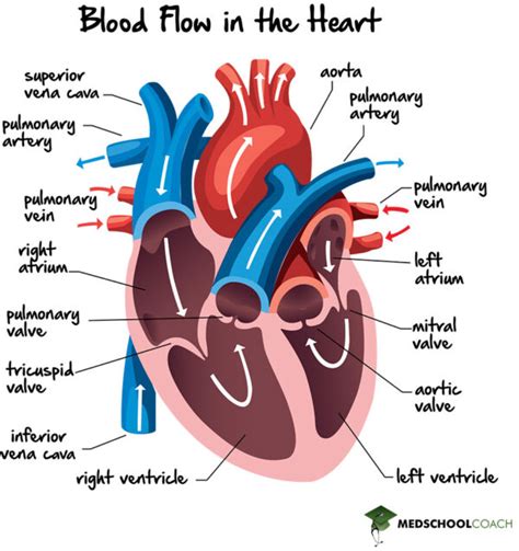 Heart Diagram And Its Functions With Blood Flowe How Does Bl