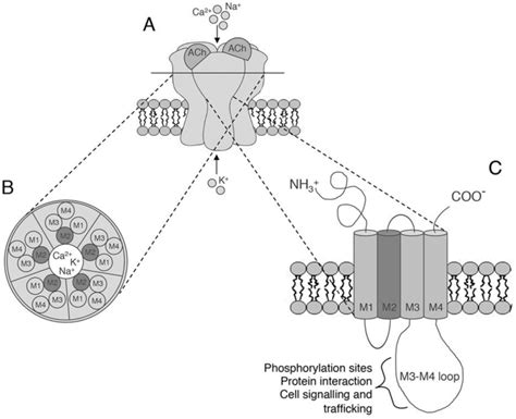 The Structure Of Neuronal Nicotinic Acetylcholine Receptors A