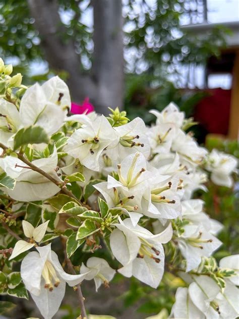 Bunch Of Paper Flowers Or Snow White Bougenville Or White Bougenville