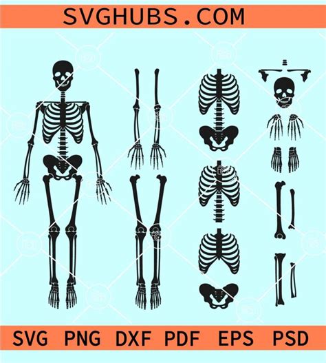 Skeleton Parts Svg Skeleton Parts Bundle Svg Human Skeleton Svg