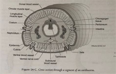 Bio Lab Phylum Annelida Flashcards Quizlet