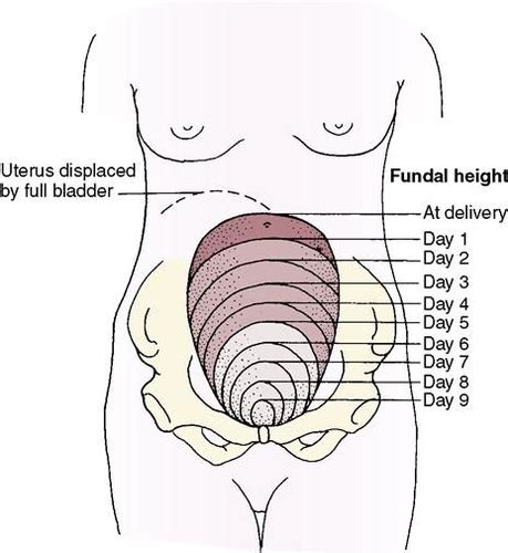 Postpartum Period Flashcards Quizlet