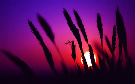 Wallpaper Sunlight Sunset Nature Red Sky Silhouette Spikelets Light Color Flower