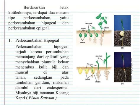 Laporan Hasil Penelitian Biologi Pengaruh Jenis Media Air Pada