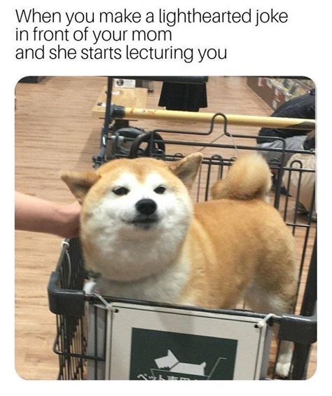 shiba inuXRFacts on Twitter | Shiba inu memes, Shiba, Memes