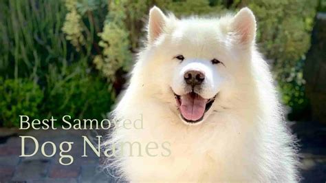 Best Samoyed Dog Names Of 2024 Cute Unique And Meaningful Ideas