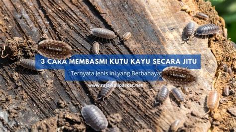 Cara Membasmi Kutu Kayu Secara Jitu Ternyata Jenis Ini Yang