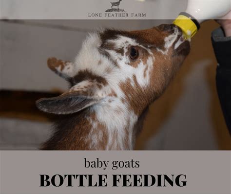 Bottle Feeding Baby Goats — Lone Feather Farm