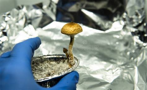 .cultivation of Recreational Psilocybin Mushrooms in the World. Medical ...