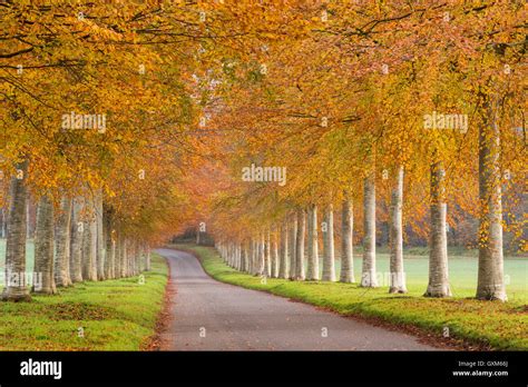 Colourful Tree Lined Avenue In Autumn Dorset England Autumn