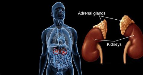 Your Adrenals Are More Important Than You Think