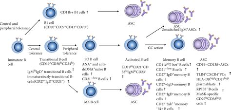 Figure From Peripheral B Cell Subsets In Autoimmune Diseases