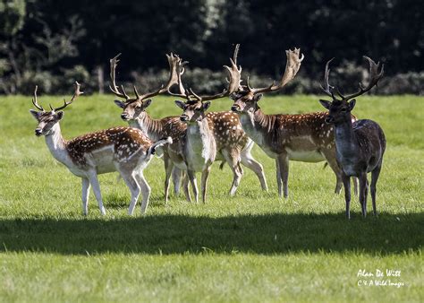 Fallow Deer Bucks