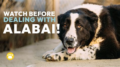 Central Asian Shepherd Dog Alabai Temperament Youtube