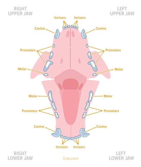 Cat Tooth Diagram Tooth Resorption Cats Avdc Classification