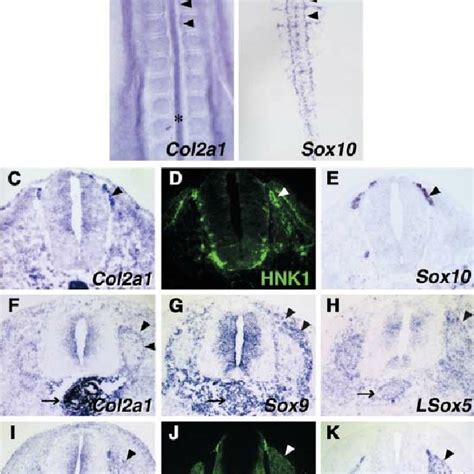 Expression Of Col2a1 And Sox Genes In Cranial Neural Crest Cells A D