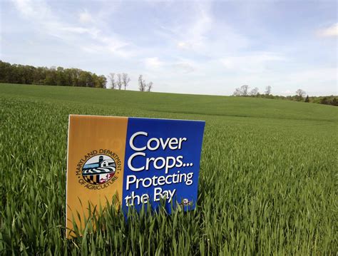 Cover Crops