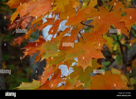 Autumn leaves, Canada Stock Photo - Alamy