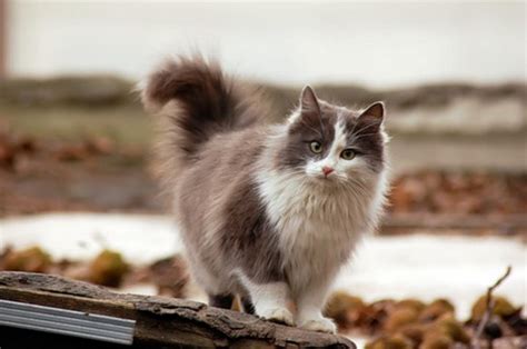 Лечение кашля у кошек - КОШОВЕД - САЙТ ЛЮБИТЕЛЕЙ КОШЕК И КОТОВ