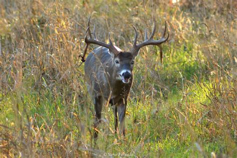 "Natural World" Through My Camera: A Buck With A History