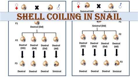 Shell Coiling In Snail Maternal Effect YouTube